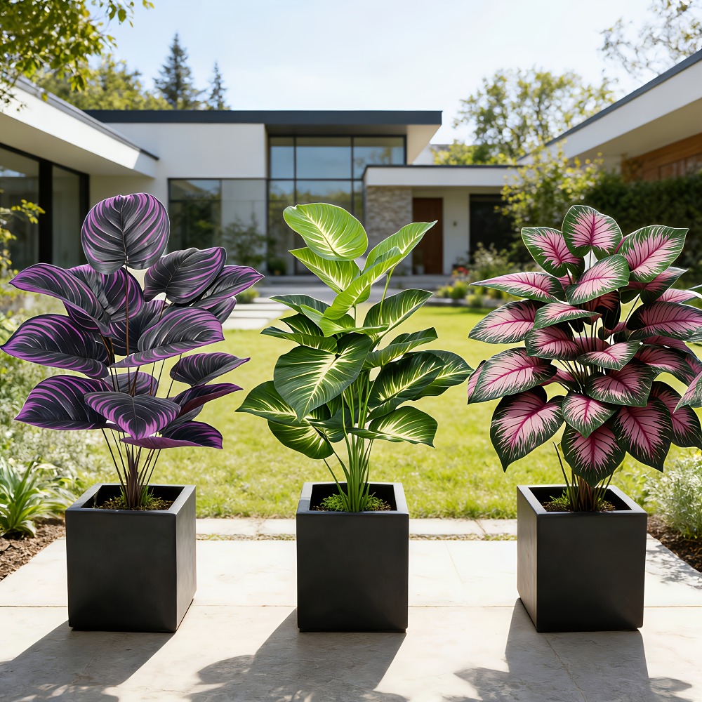 3pc Featuring Various Large-Le - Ficus Lyrata Tree recension och pris