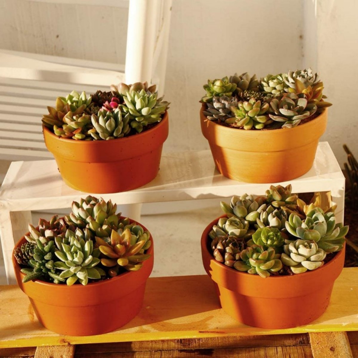 6 PCS Terracotta Buld Pots 3.5 - Echeveria Succulent recension och pris