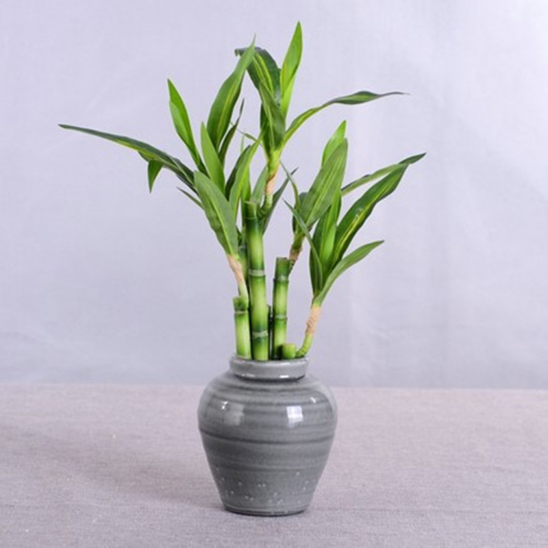 New 40cm rFtificial Lucky Bamb - Echeveria Succulent recension och pris