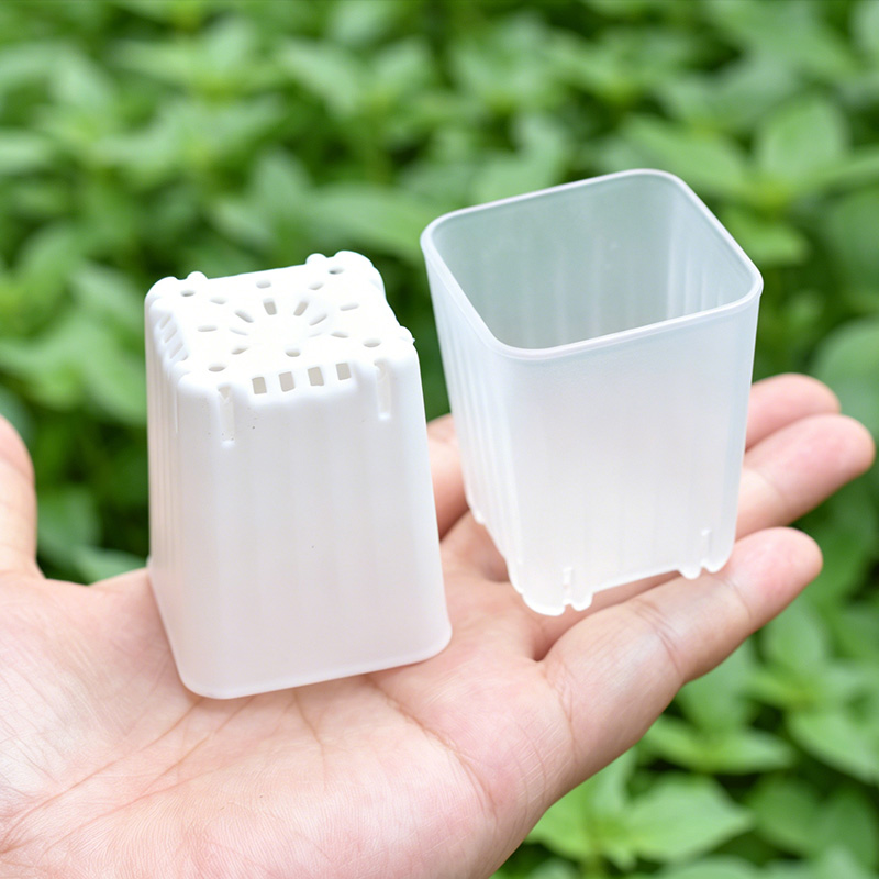 50-100Pcs 4cm Mini Thicken Whi - Echeveria Succulent recension och pris