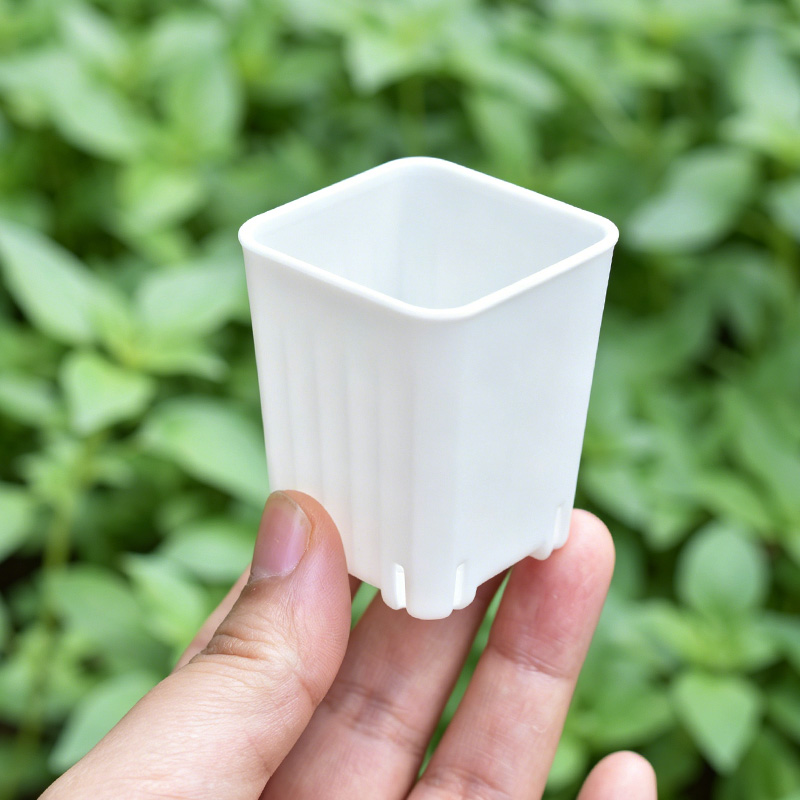 50-100Pcs 4cm Mini Thicken Whi - Echeveria Succulent recension och pris