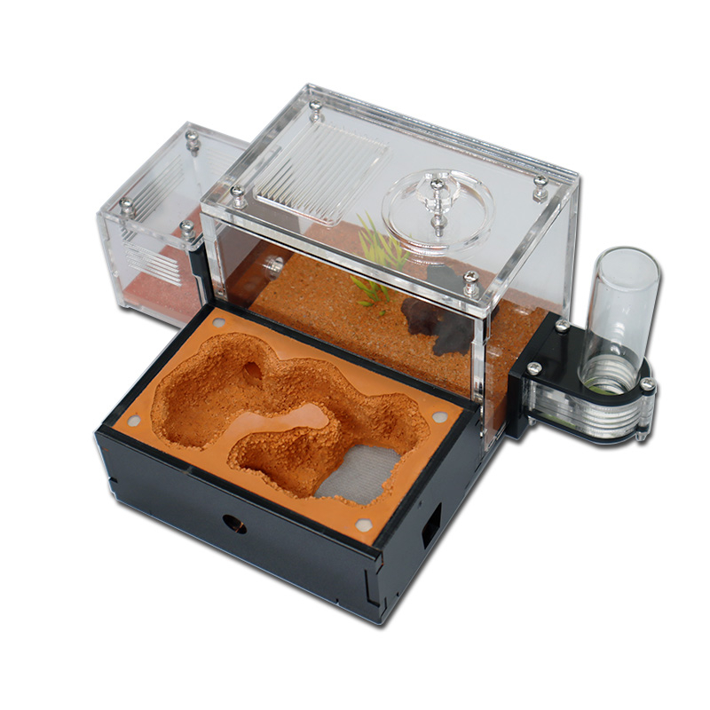 Yellow Soil Ant Farm with Exte - Begonia Rex recension och pris