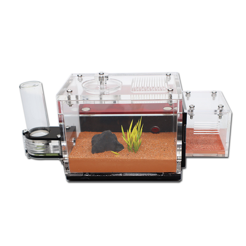 Yellow Soil Ant Farm with Exte - Begonia Rex recension och pris