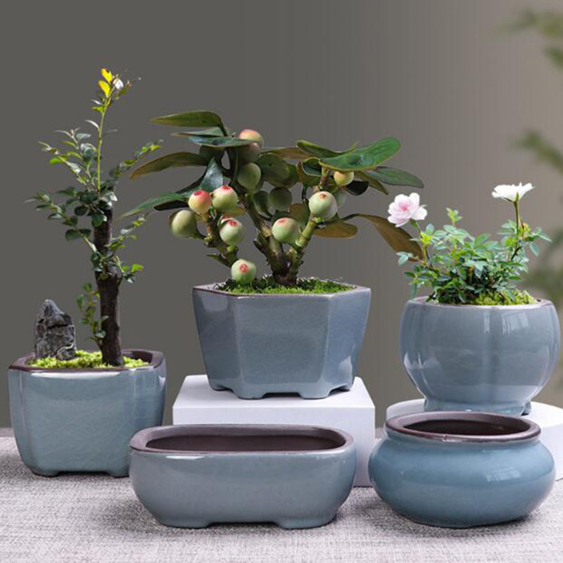 Retro Ceramic Flower Pot Aspar - Echeveria Succulent recension och pris