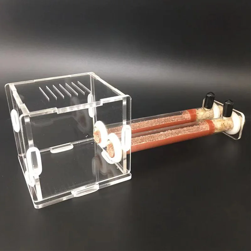 DIY Various Size Ant Farm Bamb - Begonia Rex recension och pris